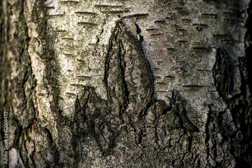 Photography bark of a tree, nacka,sverige,sweden, stockholm