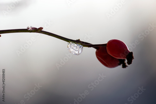 Photography red berries on a branch, nacka,sverige,sweden, stockholm