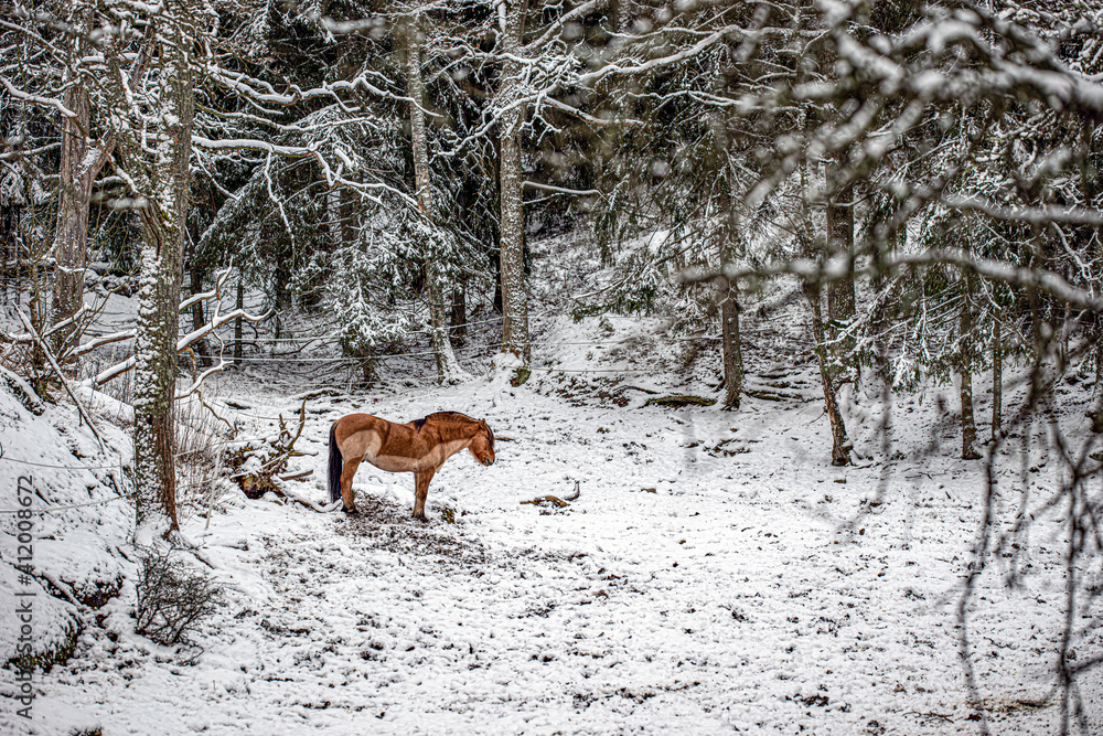 horse in the snow, nacka,sverige,sweden, stockholm