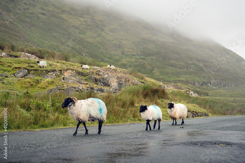 Flock of sheep running on a small asphalt road. Connemara, Ireland. Background in a fog. Nature background. Travel and agriculture concept