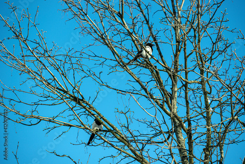 Canvas Print tree branches against blue sky, nacka,sverige,sweden, stockholm
