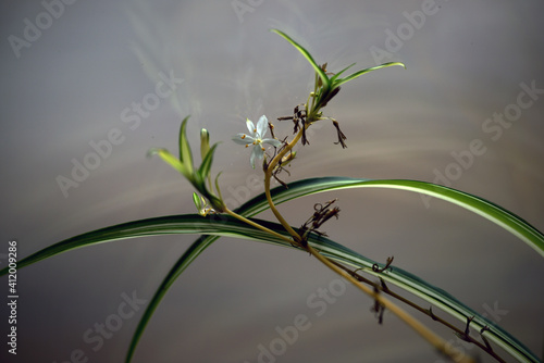 Photography plant on a branch, nacka,sverige,sweden, stockholm