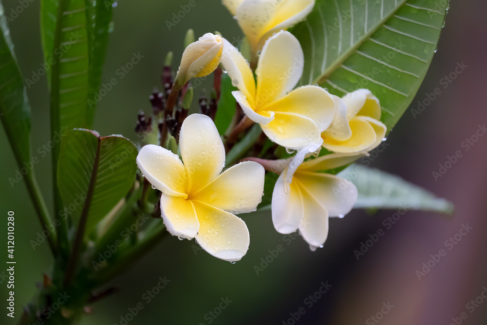 Fototapeta premium frangipani flower