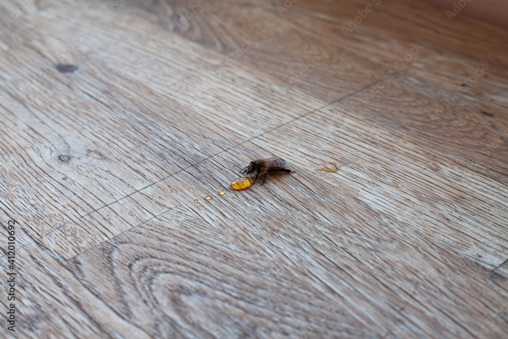 Obraz premium Thirsty Bee Drinking Honey