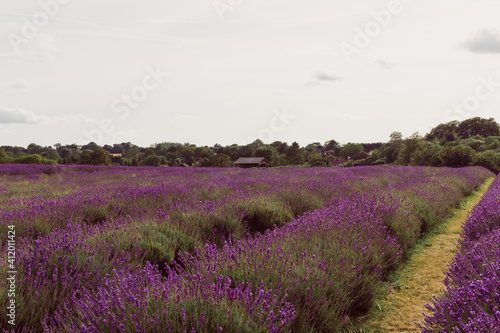 The beautiful wide lavender field