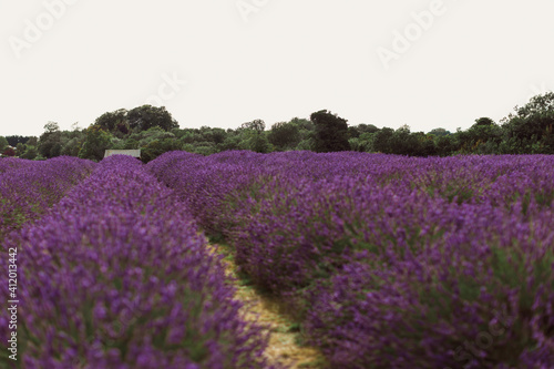 Amazing lavender field