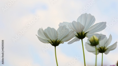 Beautiful white cosmos flowers in view below. Mexican Aster (Cosmos bipinnatus Cav.) Flower of the universe under white clouds and blue sky with copy space. Focus close and choose the subject.