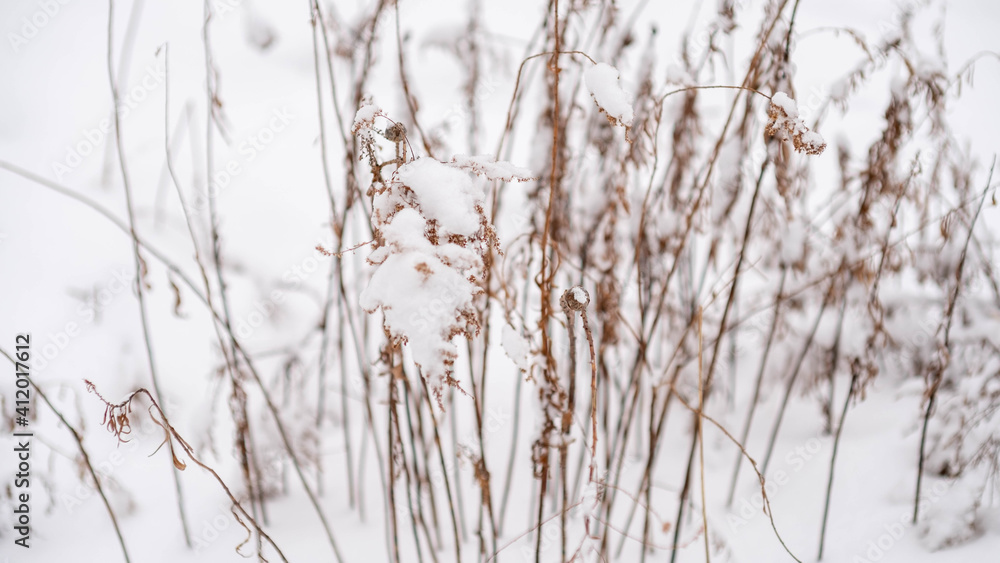 Close up of snow on tree in winter forest. Ontario Canada snow covered trees