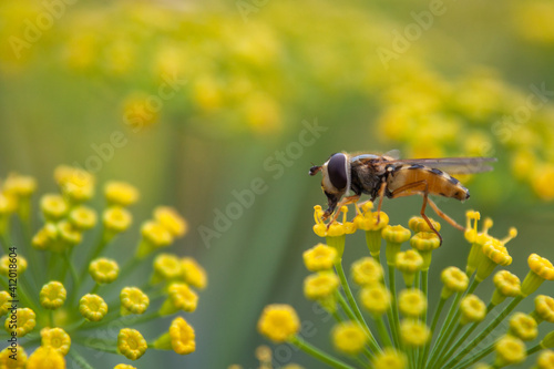 Schwebefliege auf Dill