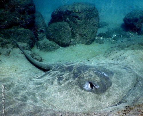 Costa Rica Pacific sea life underwater