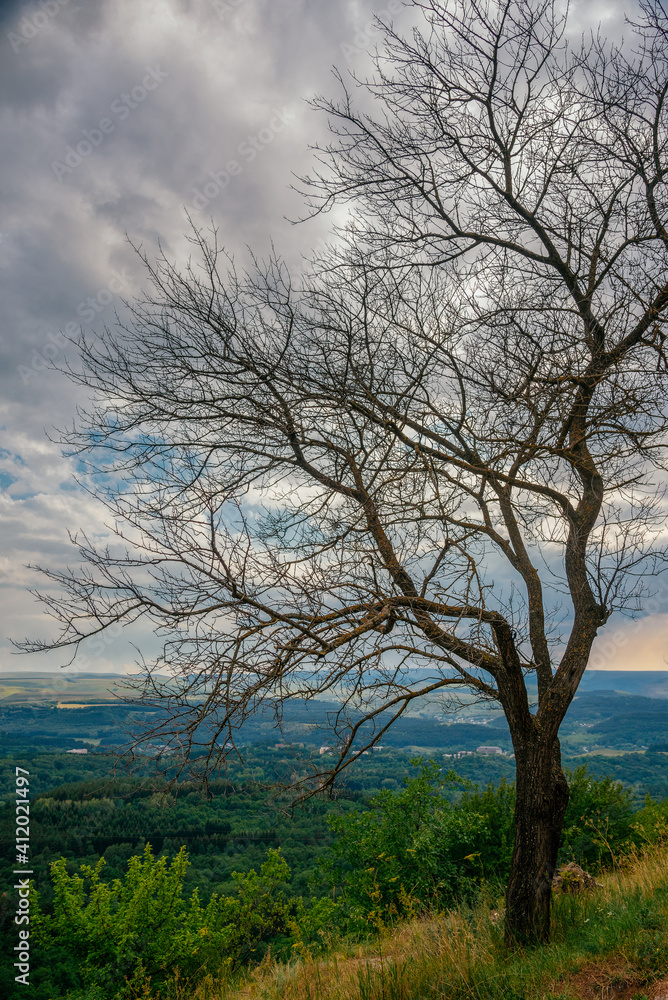 tree on the hill