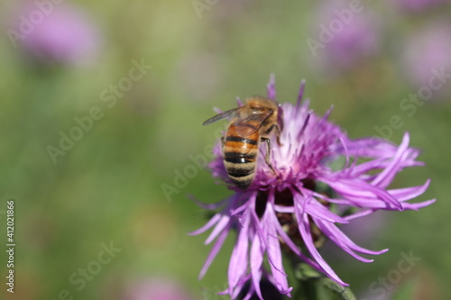 Honigbiene von HInten © Natascha