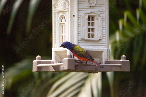 Male painted bunting Passerina ciris bird on a bird feeder photo