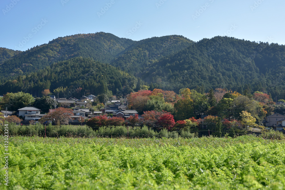 秋の京都大原
