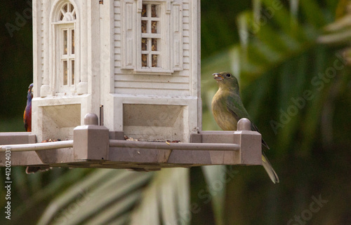 Couple male and female painted bunting Passerina ciris bird pair photo