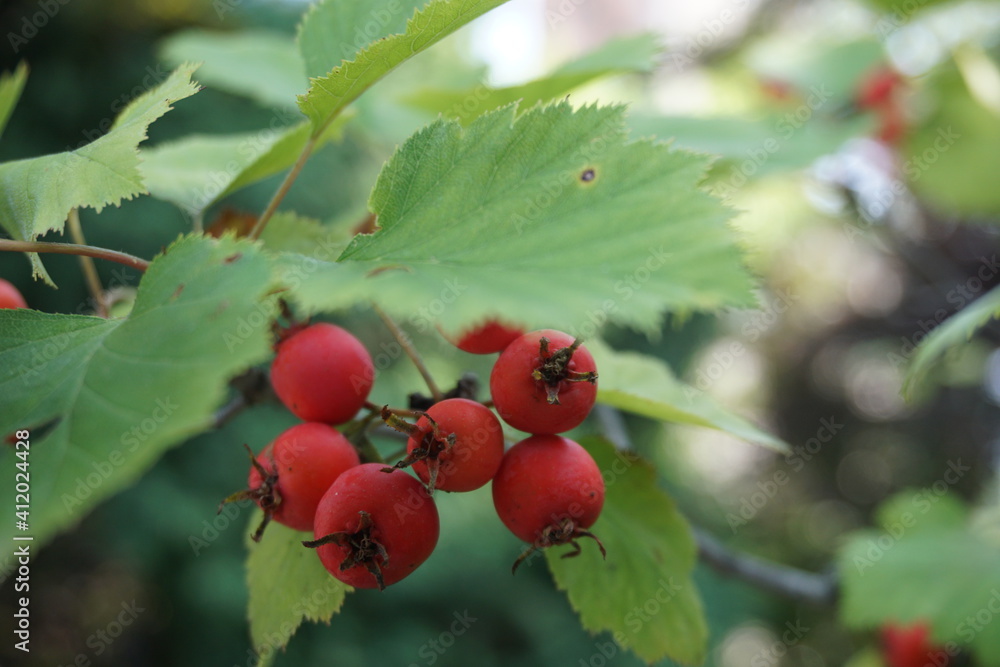 Red fruits on tree Red fruits on tree