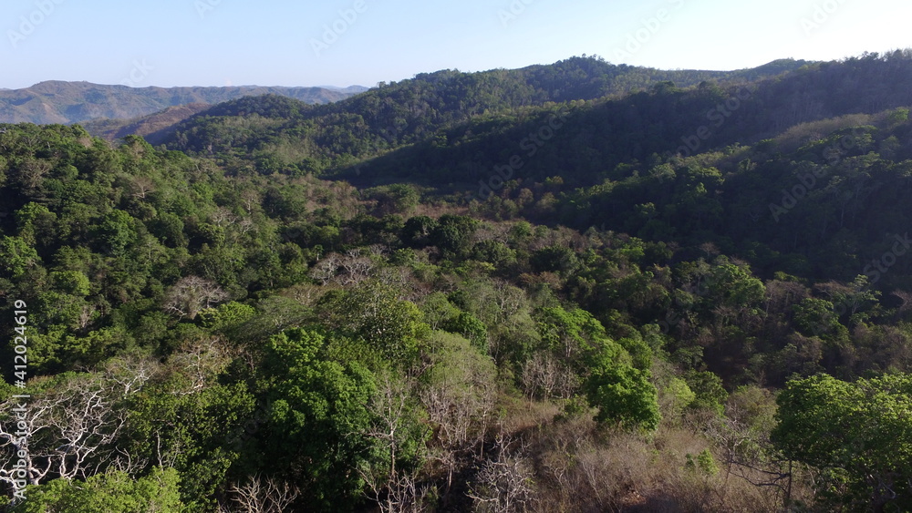 forest in the mountains