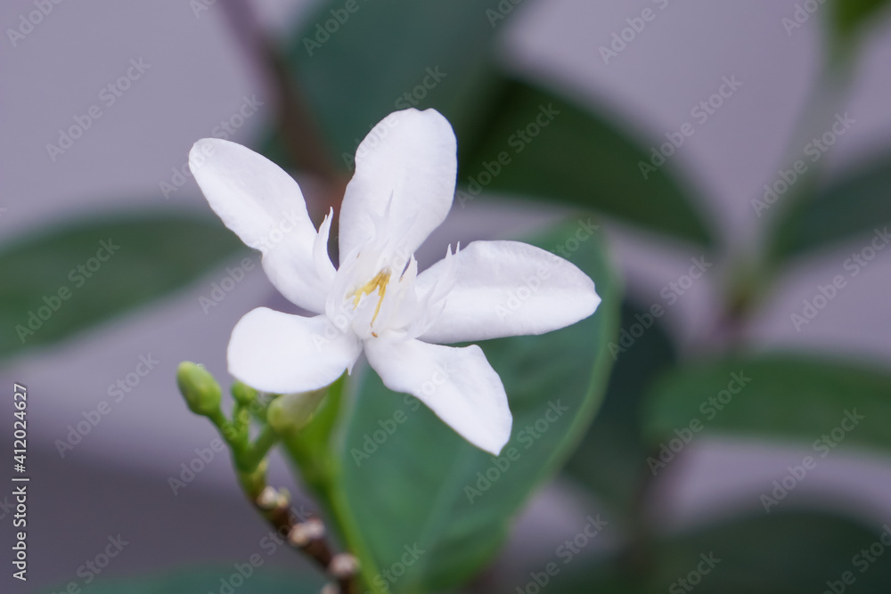 Wrightia antidysenterica flower blooming. Wrightia antidysenterica flower blooming.