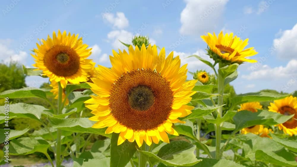 青空とひまわり畑と白い雲 夏イメージ ズームアウト 青空とひまわり畑と白い雲 夏イメージ ズームアウト