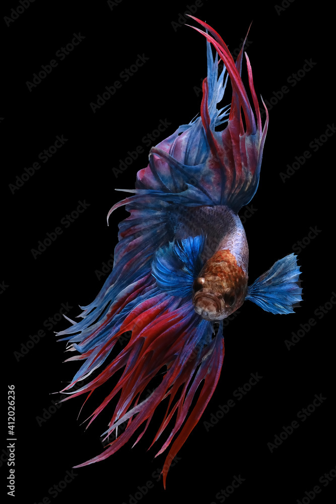 Fototapeta premium Beautiful movement of blue red Crowntail betta fish, Fancy Halfmoon Betta, The moving moment beautiful of Siamese Fighting fish, Betta splendens, Rhythmic of Betta fish isolated on black background.