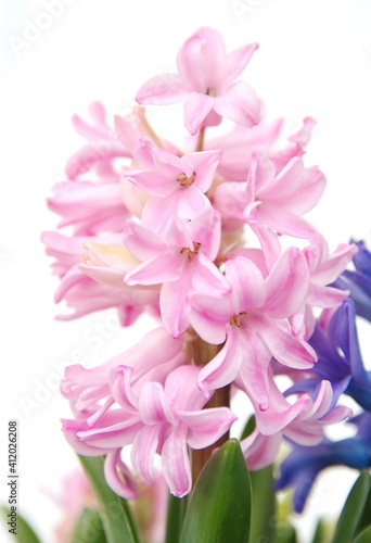 Pink hyacinth  Pink hyacinth  Hyacinthus orientalis - common  Dutch or garden hyacinth on green background