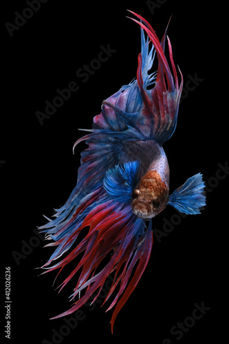Beautiful movement of blue red Crowntail betta fish, Fancy Halfmoon Betta, The moving moment beautiful of Siamese Fighting fish, Betta splendens, Rhythmic of Betta fish isolated on black background.