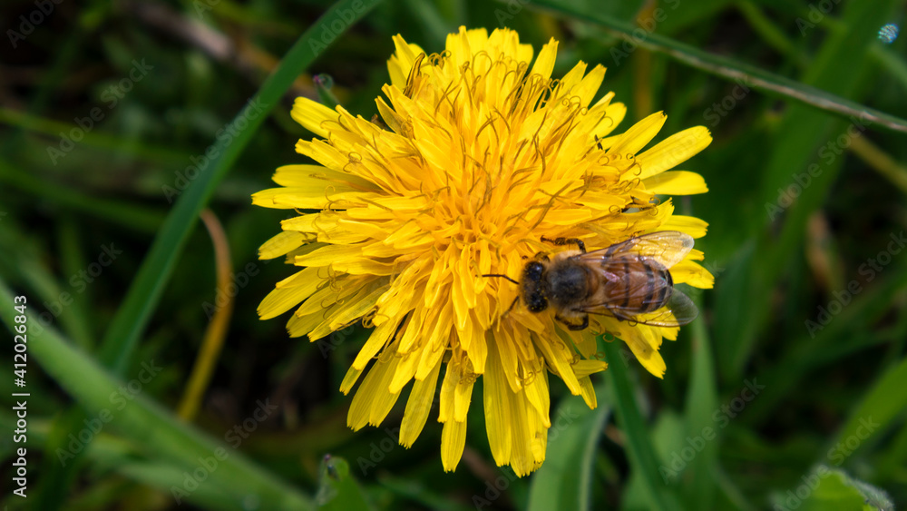 Photograph of a bee taking pollen from a dandelion flower. Photograph of a bee taking pollen from a dandelion flower.