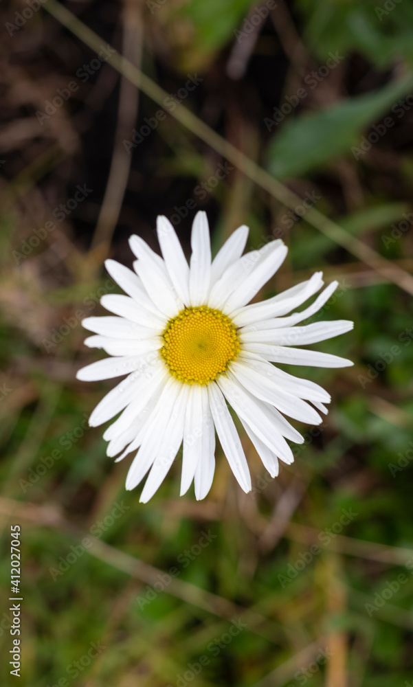 Photographs of blooming daisy flowers. Photographs of blooming daisy flowers.