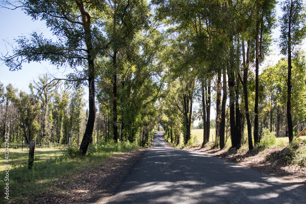 Fototapeta premium Long country road lined by trees
