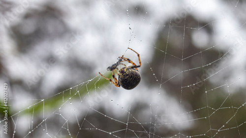 Image of a spider with long legs, in the center of the web.