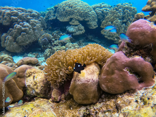 clown fish swim at sea anemone coral