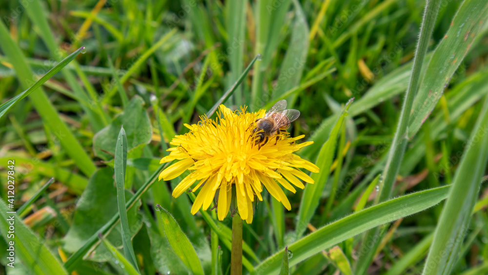 Photograph of a bee taking pollen from a dandelion flower. Photograph of a bee taking pollen from a dandelion flower.