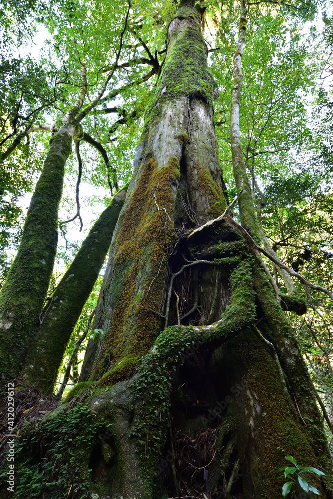 Fototapeta premium Deep cedar forest of Yakushima, Japan