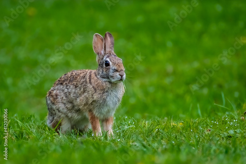A Cottontail Rabbit (Sylvilagus) sitting in the grass for a portrait in the summer sun. © KSzen