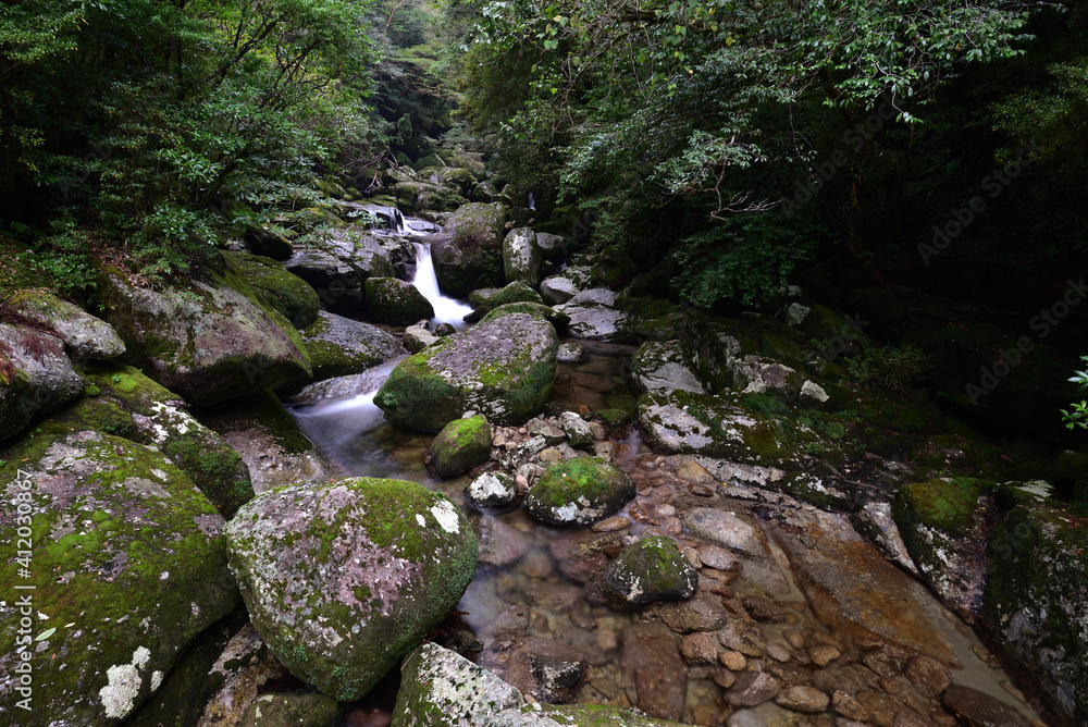 Deep cedar forest of Yakushima, Japan Deep cedar forest of Yakushima, Japan