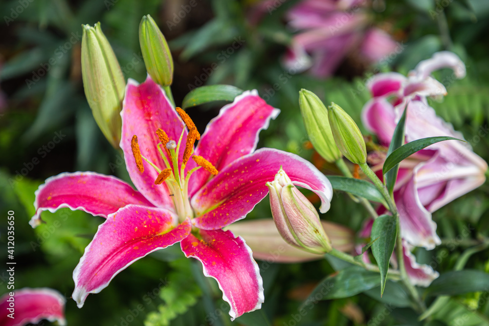 Close up lily flower blooming in the garden at spring day Close up lily flower blooming in the garden at spring day