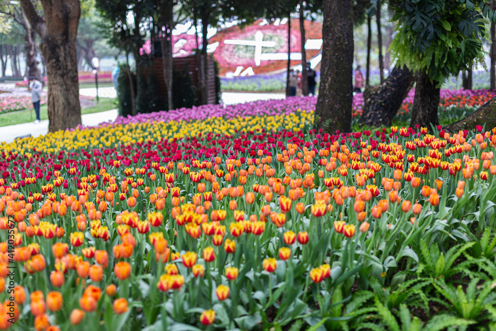 Colorful tulips flower on a windy spring day. Colorful tulips flower on a windy spring day.