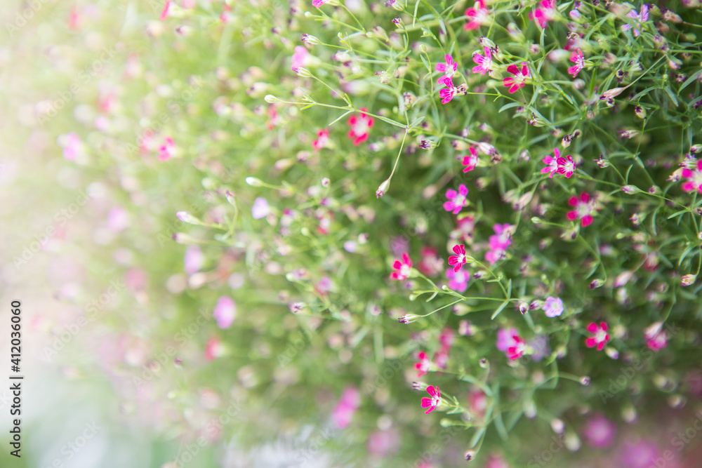 Selective focus of Gypsophila with sunlight  for background