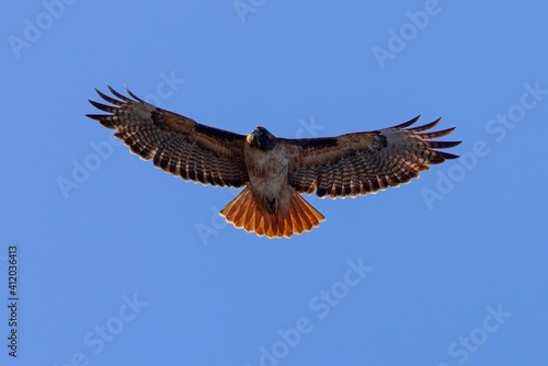 red-tailed hawk flying in beautiful light , seen in the wild in North California 