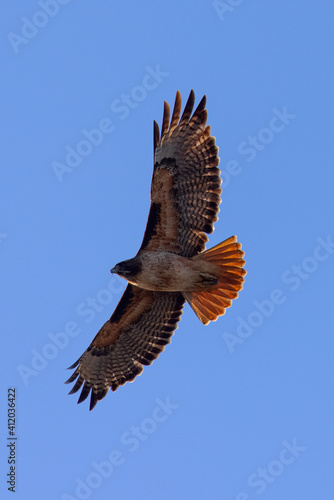 red-tailed hawk flying in beautiful light , seen in the wild in  North California 