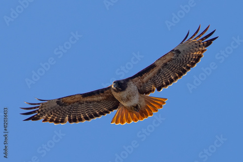 red-tailed hawk flying in beautiful light , seen in the wild in North California 