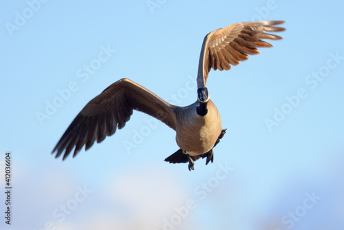 Close view of a Canada goose flying  seen in the wild near the San Francisco Bay