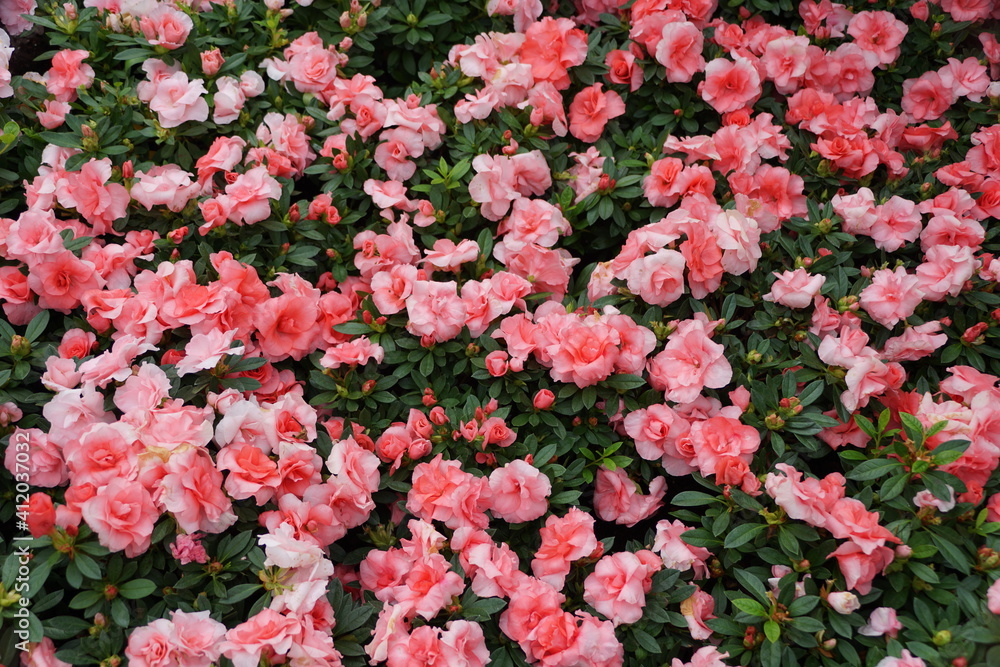 Beautiful light pink flowers of Hybrid Azalea 'Rozalea' Beautiful light pink flowers of Hybrid Azalea 'Rozalea'