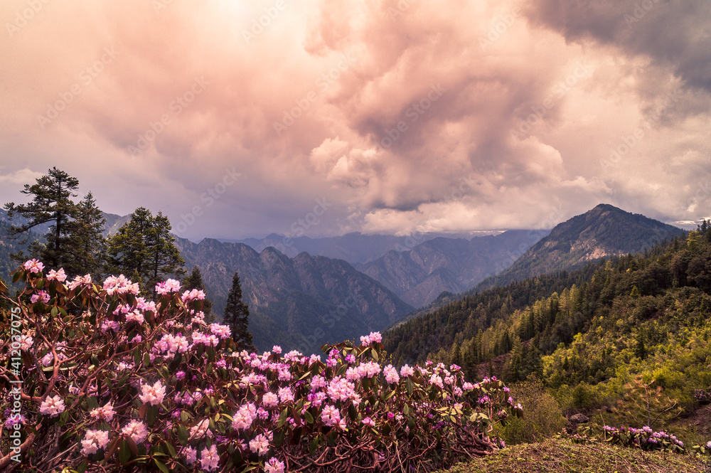 Flowers in the mountains.  Scenic alpine meadow in the mountains overlooking the snow-capped Himalayas in India. On a Himalayan trek to Sar pass, Himachal Pradesh. 