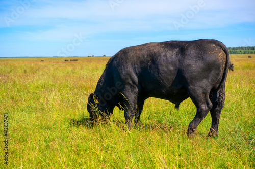 Fototapeta Naklejka Na Ścianę i Meble -  A black angus bull stands on a green grassy field.