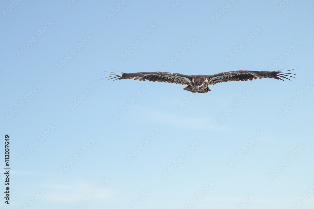 Juvenile bald eagle in flight under blue sky Juvenile bald eagle in flight under blue sky
