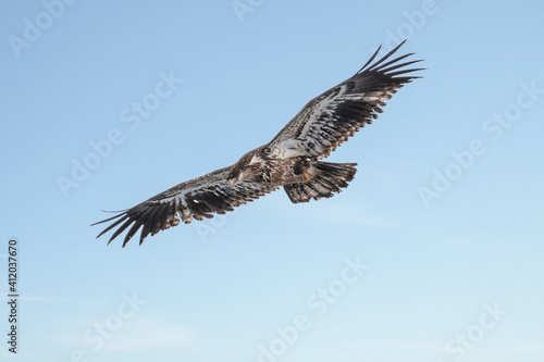 Juvenile bald eagle in flight under blue sky 