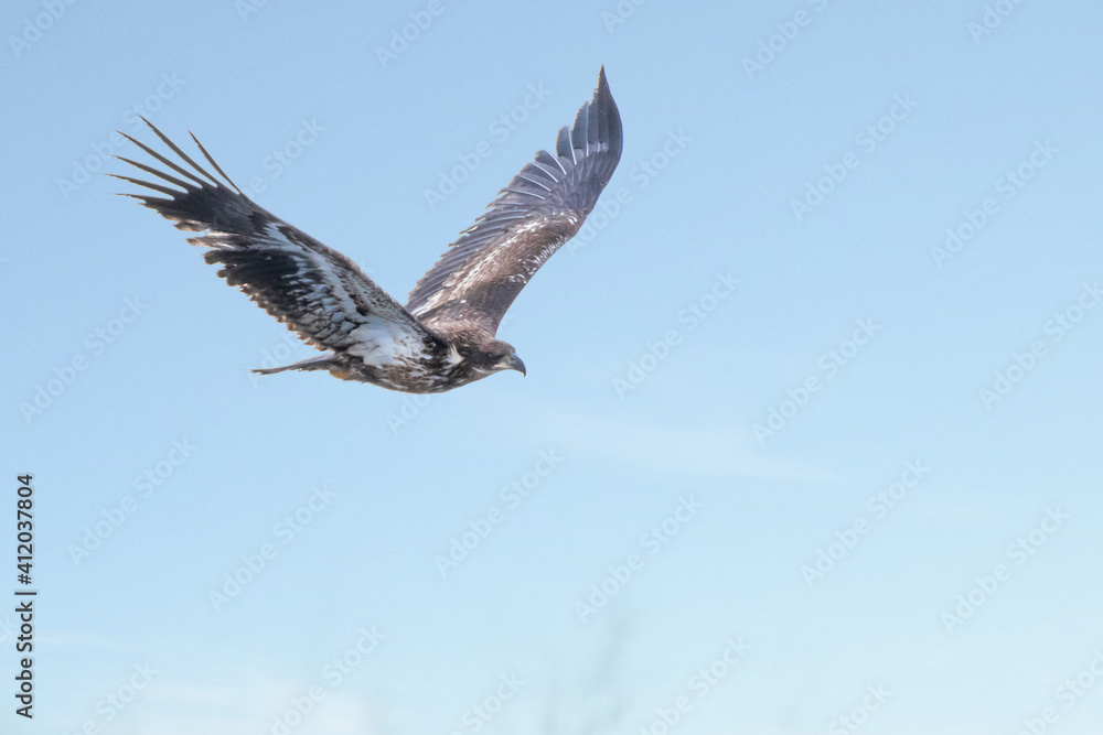 Juvenile bald eagle in flight under blue sky	