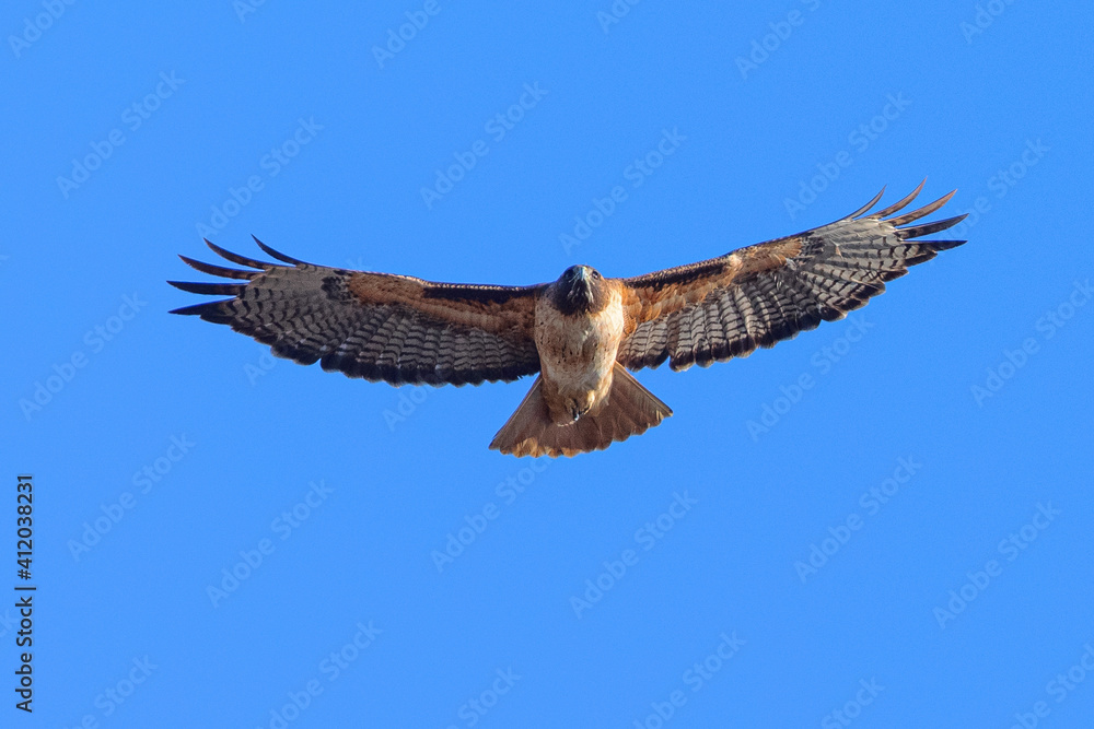 Fototapeta premium red-tailed hawk flying in beautiful light , seen in the wild in North California 