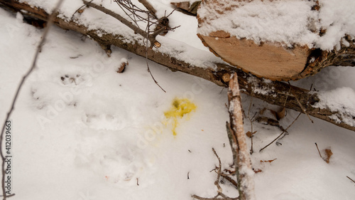 yellow snow on snow covered ground near tree stumps. Dog pee in the snow.